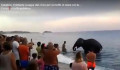 Lelépett az elefánt egy calabriai cirkuszból, hogy pancsoljon egy kicsit a tengerben