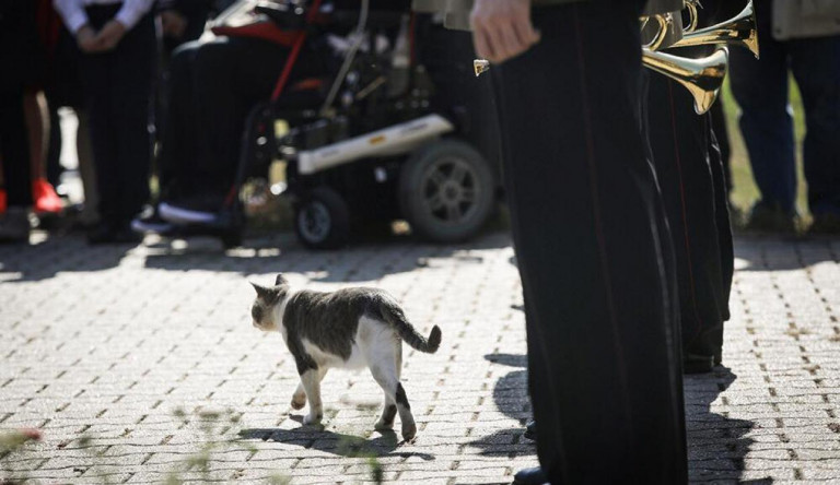 Németh Szilárd nem tudott ellenállni a cukiskodásnak: cicás fotókat posztolt