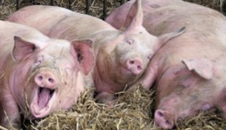 Szépen híznak a Tolna megyei fideszes politikus családi cégei