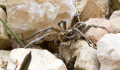 Gyufásskatulya méretű pókok terjednek a Kisalföldön