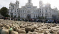 Birkafelvonulás volt Madridban