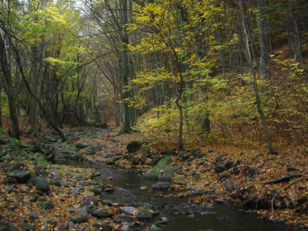 180 civil szervezet önálló környezetvédelmi minisztériumot kér Orbántól