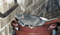 Sok a patkány, úgyhogy növelik a fővárosi patkánykeretet