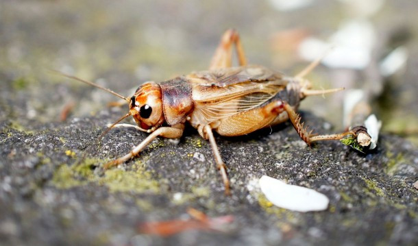 A tücskök vagy maguktól támadtak, vagy felbérelte őket a titkosszolgálat