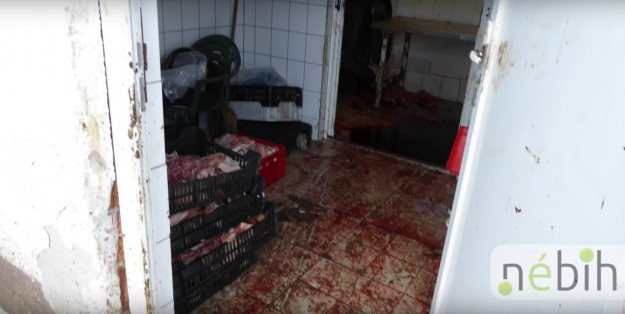 Kihez köthető a Pusztaföldvár határában talált állati eredetű hulladék?