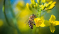 Őrület: a méheknek megy a kivonás és az összeadás is