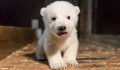 Megvan a nap cukisága: megmutatták a berlini állatkert 2 hónapja született jegesmedvebocsát