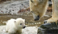 Már a látogatók is megcsodálhatják berlini állatkert 3 hónapos botladozó jegesmedvéjét