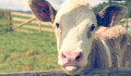 Feldolgoztak egy döglött szarvasmarhát, a húsát pedig eladták a Békés megyei Kötegyánban