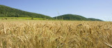 Drasztikus lépés Szlovénáiában: minden ott termett búzát felvásárol az állam