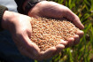 Megjelent a rendelet a gabonaexport korlátozásáról