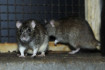Patkányürüléket találtak az óvoda ablakpárkánya alatt, otthon maradtak a gyerekek