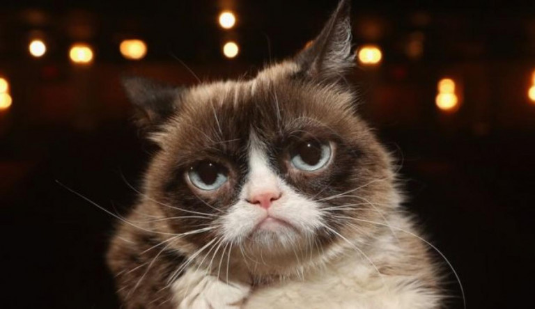 Elpusztult Grumpy Cat