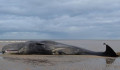 Öt elpusztult bálnát találtak Szicília térségben az elmúlt héten