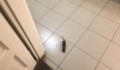 Patkány szaladgált az I. kerület egyik szavazókörének mosdójában