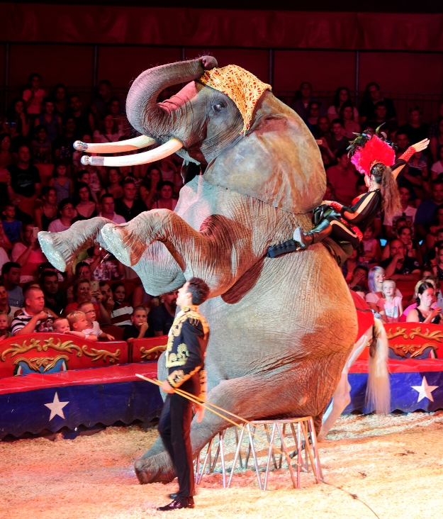 A német René Casselly Jr. elefántszáma a Magyar Nemzeti Cirkusz előadásán, a Cirkuszok éjszakája rendezvényen.