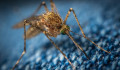 Súlyos betegségeket terjesztő szúnyogfaj jelent meg Magyarországon