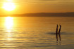 400 ezerért is alig mennek pincérnek Balatonra