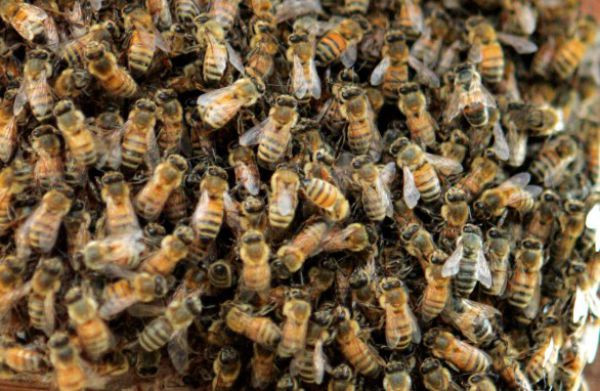 A méhméreg-terápia követének életéről készült könyv kiadását támogatja az Agrárminisztérium