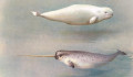 Amikor két arktiszi faj egyesül: először sikerült narvál-beluga hibridet azonosítani