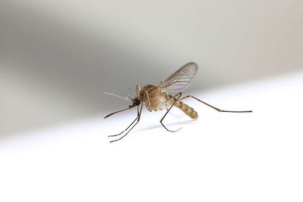 szúnyogok invazív plazmodium