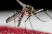 Fluoreszkálnak a génmódosított szúnyogok Floridában