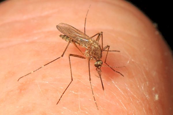 Aedes Vexans azaz gyötrőszúnyog