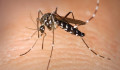 Több lesz a szúnyog a klímaváltozással, már három új szúnyogfaj ismert Magyarországon