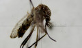 Gőzerővel folytatódik a szúnyogirtás az országban