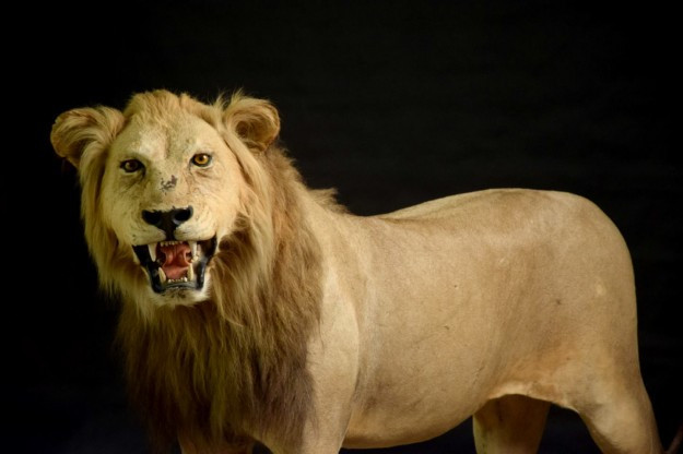 Szél Bernadett a Természettudományi Múzeum sorsáról érdeklődött, Rétvári erre megvádolta a vidékiek lenézésével