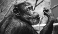 Az erdőirtás a kihalás szélére sodorta a főemlősöket Afrikában
