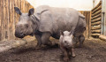Tucatnyi veszélyeztetett rinocérosz veszett oda az Indiában pusztító áradások miatt