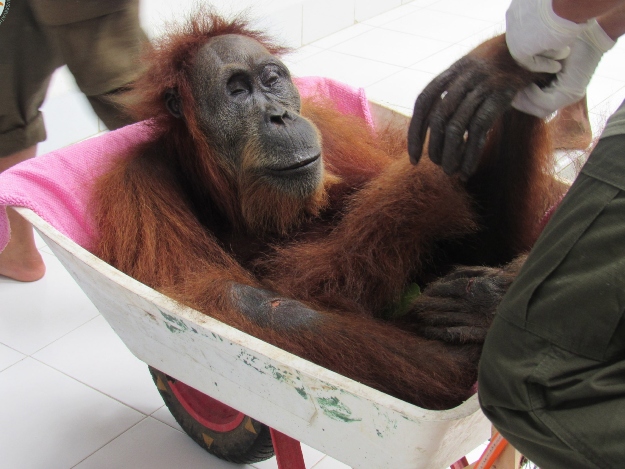A Szumátrai Orangután Fajmegőrző Program (SOCP) 2019. március 10-i felvételén elkábított orangutánt készülnek megműteni.
