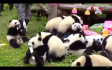 18 kicsi panda ünnepelte egyszerre első születésnapját