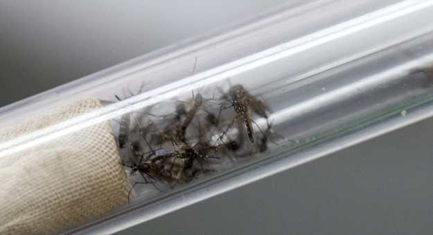 A zikavírust terjesztő egyiptomi csípőszúnyogok (Aedes aegypti) a Nemzetközi Atomenergia-ügynökség (NAÜ) rovarkártevőkkel foglalkozó laboratóriumában.
