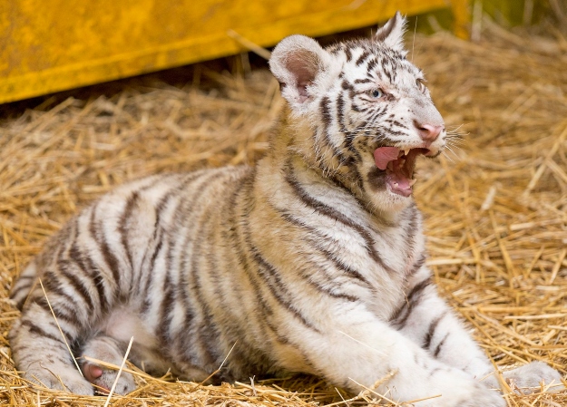 Négy hónapos fehér tigriskölyök (Panthera tigris), miután oltást kapott a győri Xantus János Állatkertben 2019. február 22-én.