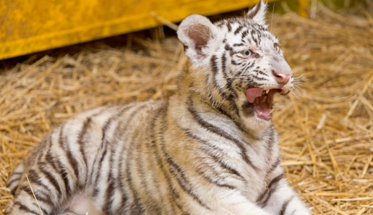 30 százalékkal nőtt a tigrispopuláció Indiában
