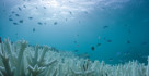 Műanyagszemétbe fulladó szigetek, eltűnő korallzátonyok