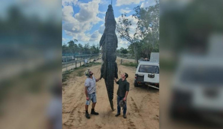 Felnyitották a krokodil gyomrát, olyat találtak benne, amire nem számítottak