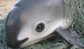 Egy éven belül kihalhat a világ egyik legcukibb delfinfaja
