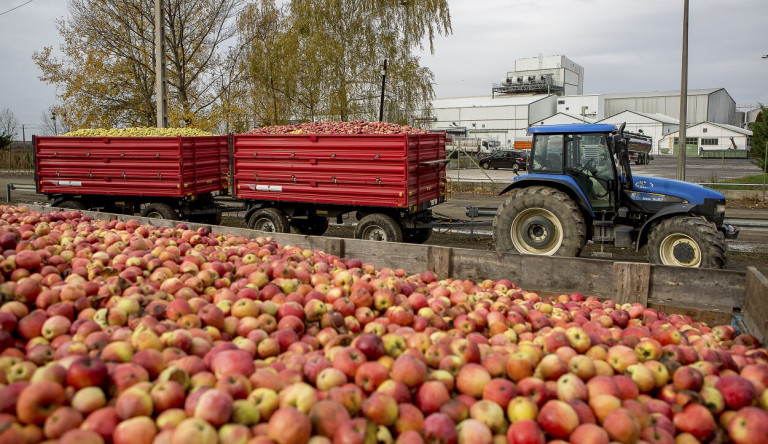 Feleannyi alma terem idén, mint tavaly