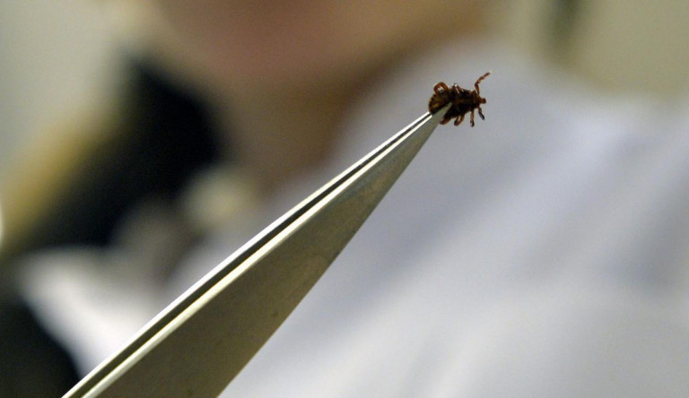Magyarok által kifejlesztett új eljárás segíthet kimutatni a Lyme-kórt