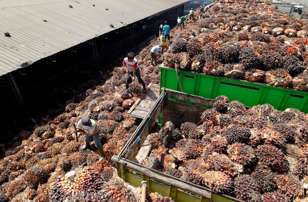 Olajpálma gyümölcsét válogatják munkások egy pálmaolaj-sajtoló üzemben, az indonéziai Lebakban.