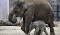 Jelentős előrelépés a természetvédelemben: a jövőben nem lehet eladni befogott elefántokat cirkuszoknak, állatkerteknek