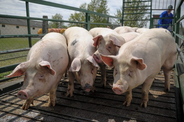 Brutális sertéspestis tombol Magyarország határán, mégsem veszünk tudomást róla