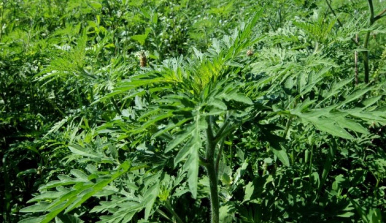 Már extrém magas a parlagfű pollenkoncentrációja az ország egyes területein