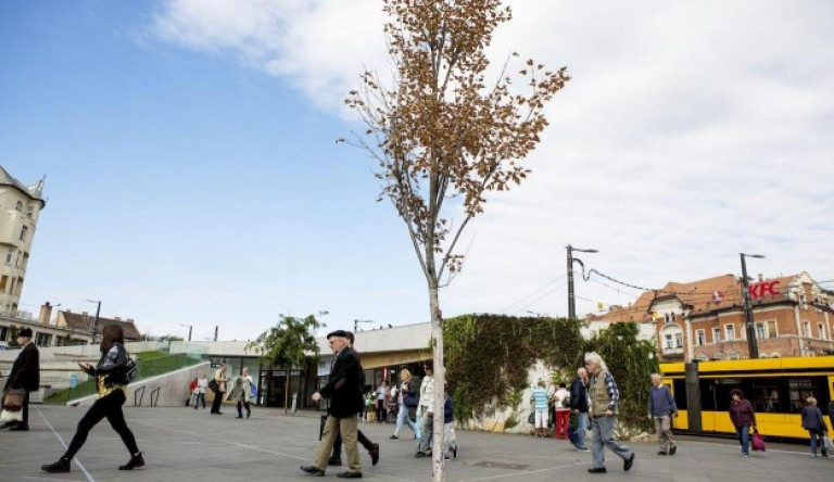 A NER, Tarlós és a fák: 30 ezer fa hiányzik Budapestről