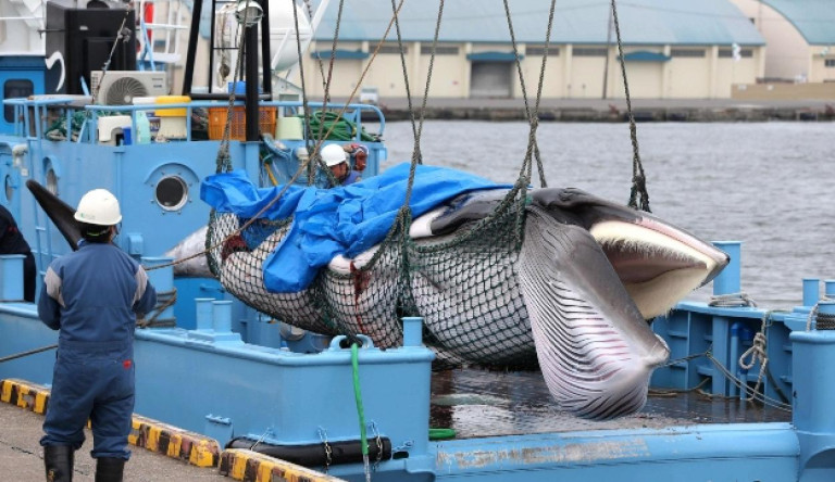 Több száz bálnát fogott be a japán flotta a vadászati tilalom feloldását követő első halászaton