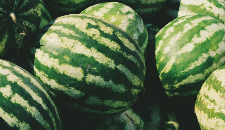 Lemondott a miniszter, mert dinnyét, halikrát és méhpempőt osztogatott a szavazóknak