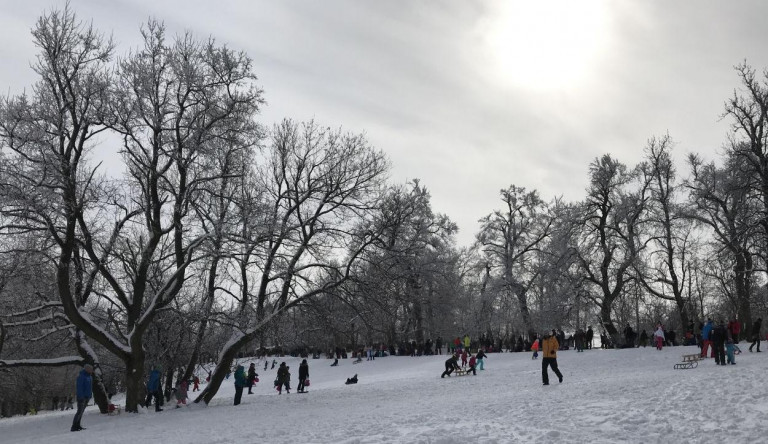 Kivágnak 200 fát a Normafánál, hogy többen tudjanak parkolni